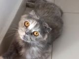 Yarım Surat Lucy