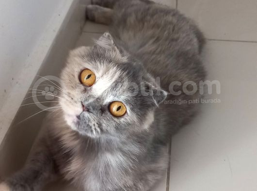 Yarım Surat Lucy görsel