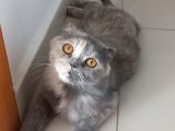 Yarım surat Lucy