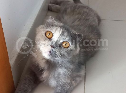 Yarım Surat Lucy