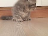 Munchkin Erkek Cüce Kedi