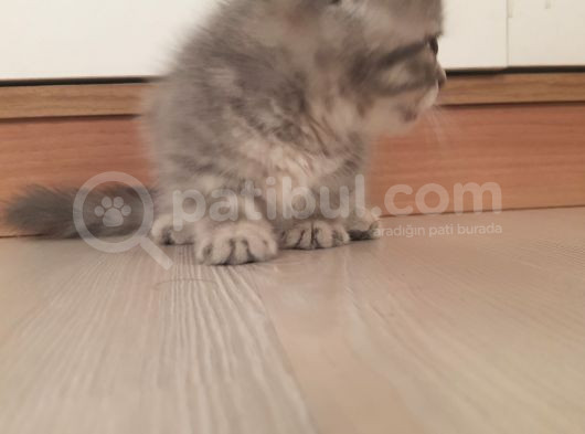 Munchkin Erkek Cüce Kedi görsel
