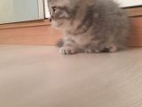 Munchkin Erkek Cüce Kedi
