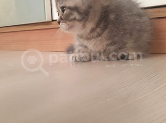 Munchkin Erkek Cüce Kedi görsel