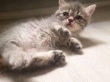 Munchkin Erkek Cüce Kedi