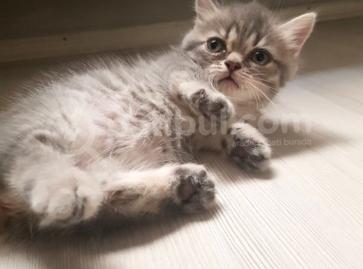 Munchkin Erkek Cüce Kedi görsel