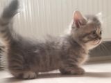 Munchkin erkek cüce kedi