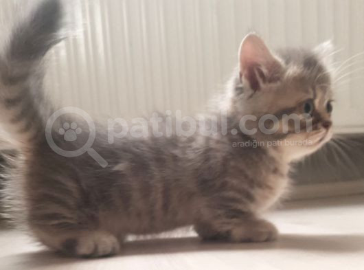Munchkin Erkek Cüce Kedi