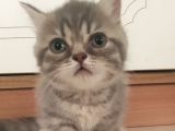 Munchkin Erkek Cüce Kedi