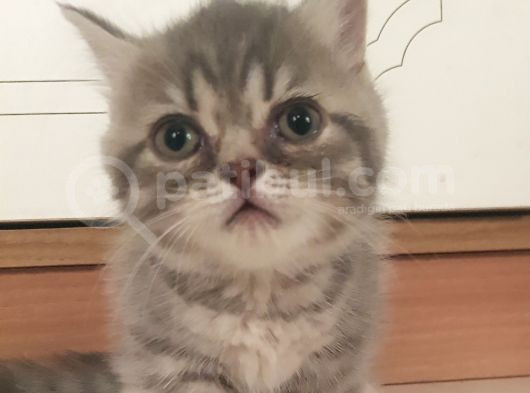 Munchkin Erkek Cüce Kedi görsel