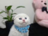 O Bir Güzellik Prensi Top Kafa Bebek