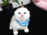 O Bir Güzellik Prensi Top Kafa Bebek