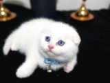 O Bir Güzellik Prensi Top Kafa Bebek