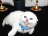 O Bir Güzellik Prensi Top Kafa Bebek