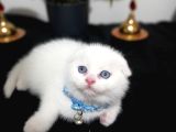 O bir güzellik prensi top kafa bebek