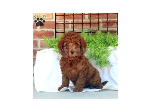 Kıpkırmızı Red Tooy Poodle Sevimli Yavrular 