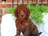 Mini Boy Puppy Kıpkırmızı Red Tooy Poodle 