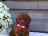 Kıpkırmızı Red Tooy Poodle Sevimli Yavrular 