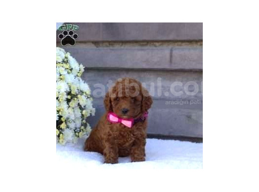 Kıpkırmızı Red Tooy Poodle Sevimli Yavrular  görsel