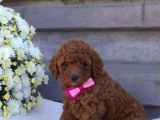 Mini boy puppy kıpkırmızı Red TOOY POODLE 