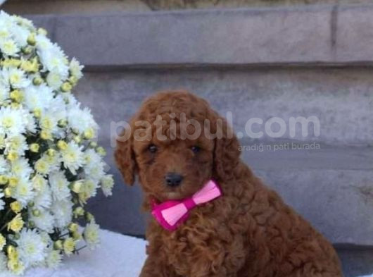 Mini Boy Puppy Kıpkırmızı Red Tooy Poodle 