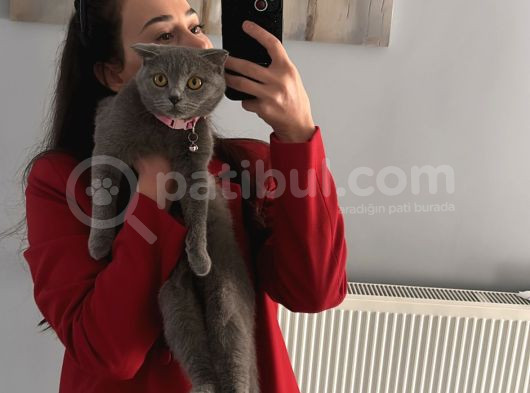 1 Yaşında Dişi görsel