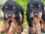 Doberman yavrularimiz