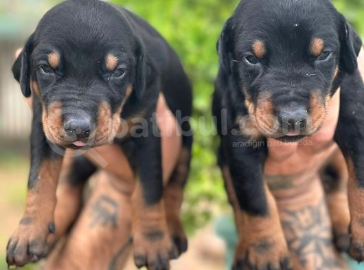 Doberman Yavrularimiz