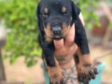 Doberman Yavrularimiz