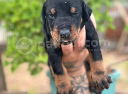 Doberman Yavrularimiz görsel