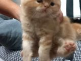 Egzotic Shortahair 2 Tane Prensime Aile Aranıyor