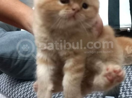 Egzotic Shortahair 2 Tane Prensime Aile Aranıyor görsel