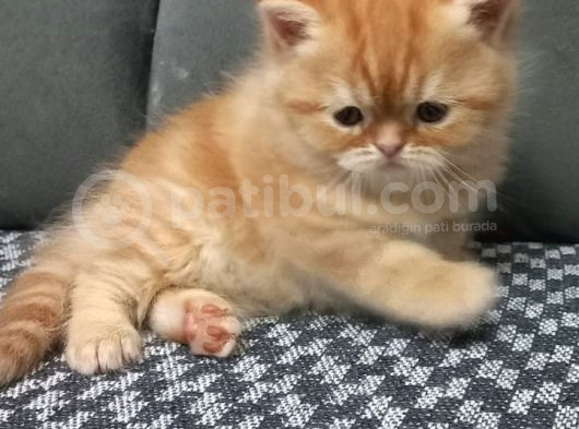 Egzotic Shortahair 2 Tane Prensime Aile Aranıyor görsel