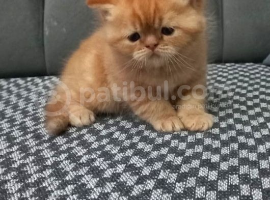 Egzotic Shortahair 2 Tane Prensime Aile Aranıyor görsel