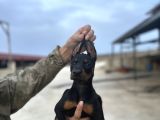 King doberman yavruları