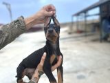 King Doberman Yavruları