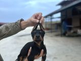 King Doberman Yavruları