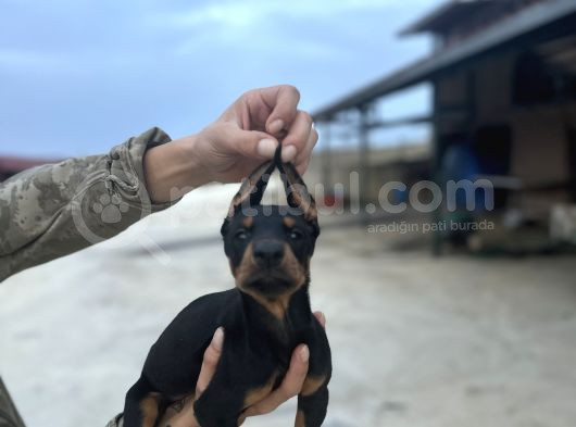 King Doberman Yavruları görsel