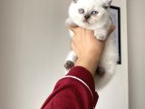 Safkan Sağlıkkı Oyuncu