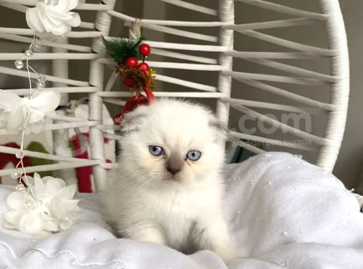 Sağlıklı Oyuncu Blue Point görsel