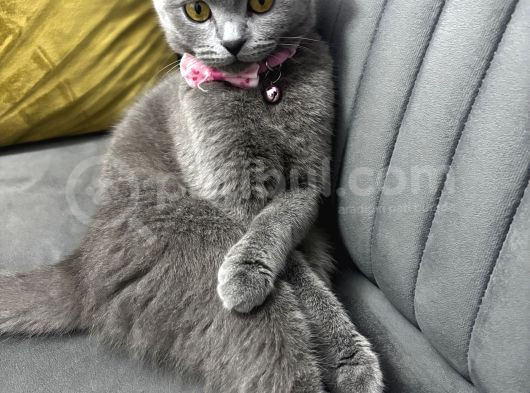1 Yaşında Dişi görsel