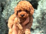 Üst düzey toy poodle yavrularımız