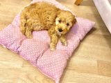 Toy Poodle Maltipoo