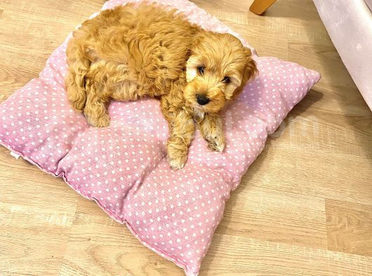 Toy Poodle Maltipoo görsel
