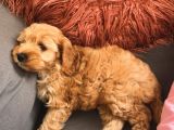 Toy Poodle Maltipoo