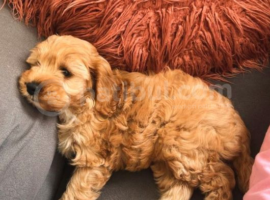 Toy Poodle Maltipoo görsel