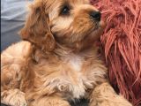 Toy Poodle Maltipoo