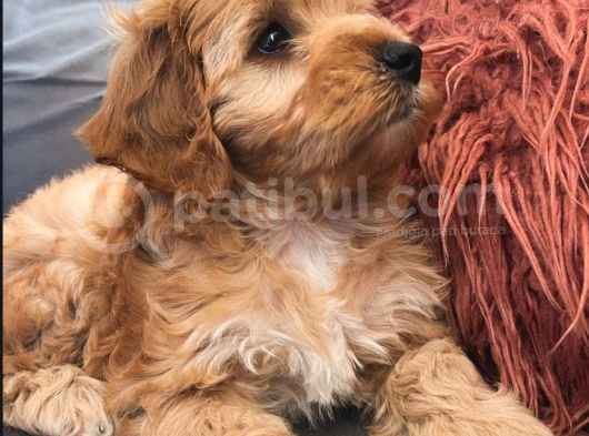 Toy Poodle Maltipoo görsel