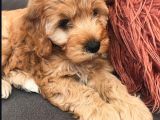 Toy Poodle Maltipoo