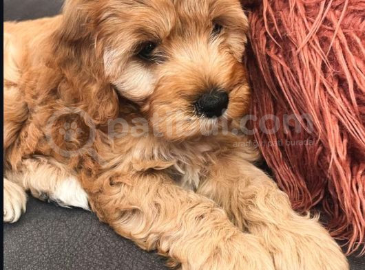 Toy Poodle Maltipoo